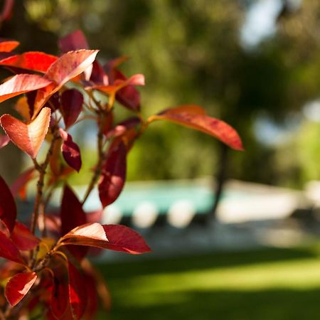 Olivia Estate Villa With Private Swimming Pool 埃利亚 外观 照片
